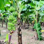 Hanoi Jeep Tour: History, Culture, Sight & Train St. by Army Jeep - Exploring Hanoi in a Jeep: An Unconventional City Tour