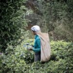 Haputale Day Tour by Tuk Tuk - Nature & Culture - What to Expect From the Tour