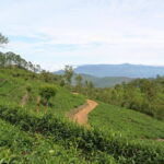 Haputale Tea Estate Walking Tour From Ella - Final Thoughts: Is It Worth It?