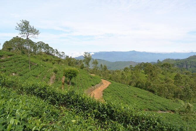 Haputale Tea Estate Walking Tour From Ella - Final Thoughts: Is It Worth It?
