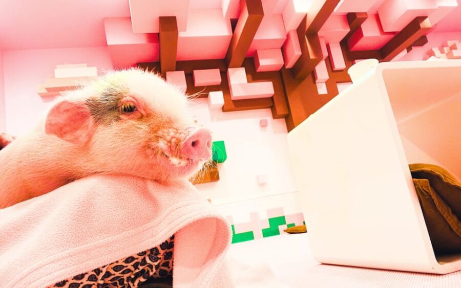 Harajuku : Blend of Tradition & Pop Culture for Family Tour - Why Choose This Tour?