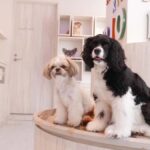 Harajuku: Heartwarming Dog Interaction in Inucafe Rio - What You Can Expect During Your Visit