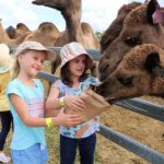 Harrisville: Summer Land Camel Farm Tour with Tasting - How This Tour Fits Into Your Queensland Trip