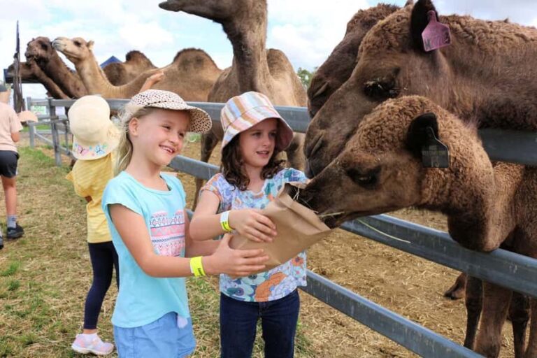 Harrisville: Summer Land Camel Farm Tour with Tasting - How This Tour Fits Into Your Queensland Trip