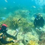 Hauraki Gulf: Hammerhead Experience Dive Charter - An In-Depth Look at the Hauraki Gulf Hammerhead Experience