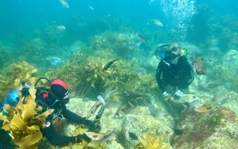 Hauraki Gulf: Hammerhead Experience Dive Charter - An In-Depth Look at the Hauraki Gulf Hammerhead Experience