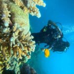 Havelock Island: Tribe Gate Boat Dive with Instructor - Booking Details and Practicalities