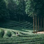 Heritage Tour: Tea Estates & Himalayan Culture of Palampur - Demonstration of Gharat Water Mills & Making Pattals