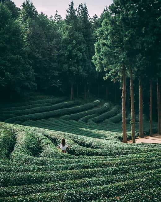Heritage Tour: Tea Estates & Himalayan Culture of Palampur - Demonstration of Gharat Water Mills & Making Pattals