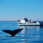Hermanus Whale Watching Boat Trip - Whats Included and What’s Not
