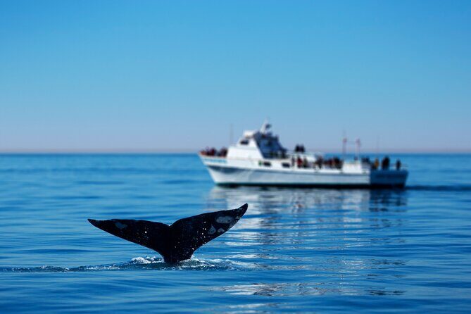 Hermanus Whale Watching Boat Trip - Whats Included and What’s Not
