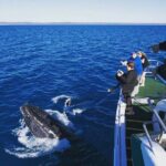 Hervey Bay: Best Value Half Day Whale Watching Cruise - Why This Tour Offers Great Value