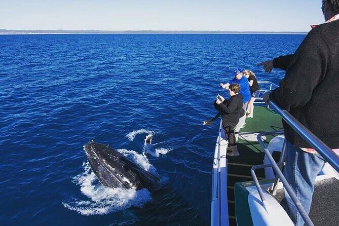 Hervey Bay: Best Value Half Day Whale Watching Cruise - Why This Tour Offers Great Value
