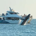 Hervey Bay: Pre-season Whale and Dolphin Watching Cruise - What to Expect on Your Whale and Dolphin Cruise