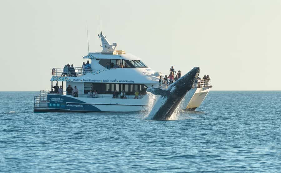Hervey Bay: Pre-season Whale and Dolphin Watching Cruise - What to Expect on Your Whale and Dolphin Cruise