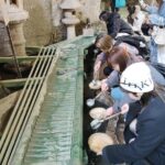 Hidden Treasures of Kamakura Temples Shrines and Buddha - In-Depth Review of the Kamakura Hidden Treasures Tour