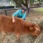 Highland Cow Experience - The Details: Practicalities, Pricing, and Booking