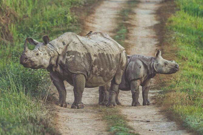 Highlights of Nepal - 10 Days 9 Nights Tour | Culture & adventure - Exploring the Wilderness at Chitwan National Park