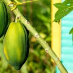 Higuey and River Yuma Full Day Tour with Lunch from Punta Cana - Practical Considerations