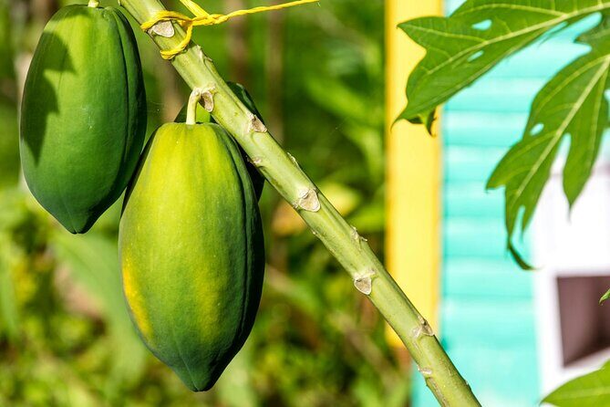 Higuey and River Yuma Full Day Tour with Lunch from Punta Cana - Practical Considerations