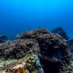 Hikkaduwa: Discover Scuba Diving Experience with Guide - The Sum Up