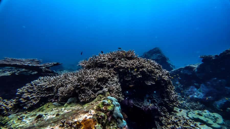 Hikkaduwa: Discover Scuba Diving Experience with Guide - The Sum Up