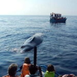 Hikkaduwa/Galle/Ahangama: Whale Watching Tour in Mirissa - Detailed Breakdown of the Itinerary