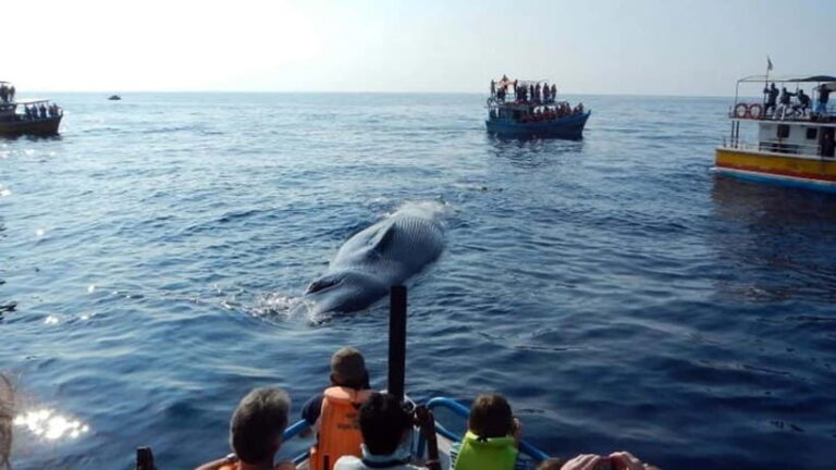 Hikkaduwa/Galle/Ahangama: Whale Watching Tour in Mirissa - Detailed Breakdown of the Itinerary