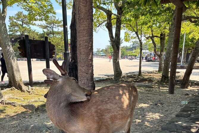 Hiroshima Customize Tour with Government Licensed Guide - What You’ll Get and What You’ll Need to Bring