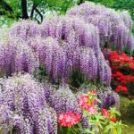 Hitachi Seaside Park & Ashikaga Flower Park from Tokyo - What to Expect in Terms of Value