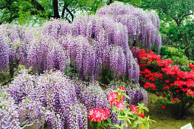 Hitachi Seaside Park & Ashikaga Flower Park from Tokyo - What to Expect in Terms of Value