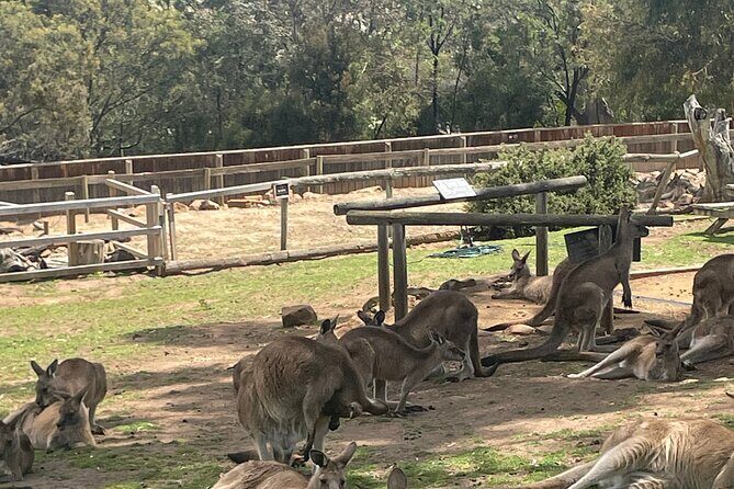 Hobart Shore Excursion Aussie Wildlife and Sighseeing Shared Tour - Practical Details: Making the Most of Your Day