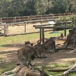 Hobart Signature Shore Excursion Small Group - Mount Wellington: Breathtaking Panoramic Views