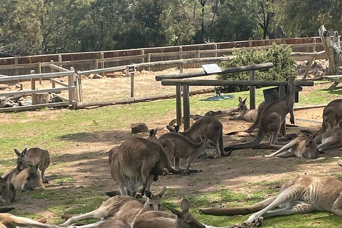 Hobart Signature Shore Excursion Small Group - Mount Wellington: Breathtaking Panoramic Views