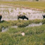 Hoi An Eco Tour: Exploring Tra Nhieu Village & Kim Bong Carpentry - Detailed Review of the Tour