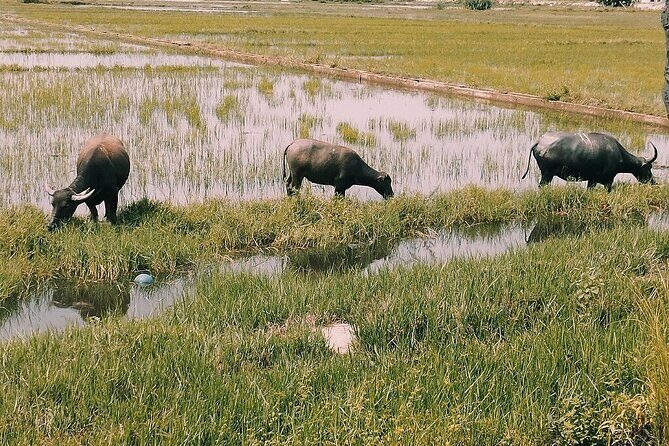 Hoi An Eco Tour: Exploring Tra Nhieu Village & Kim Bong Carpentry - Detailed Review of the Tour