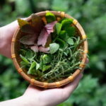 Hoi An Hidden Gem: Vietnamese Coffee Making x Local Herbal - What’s Included and What You Should Know