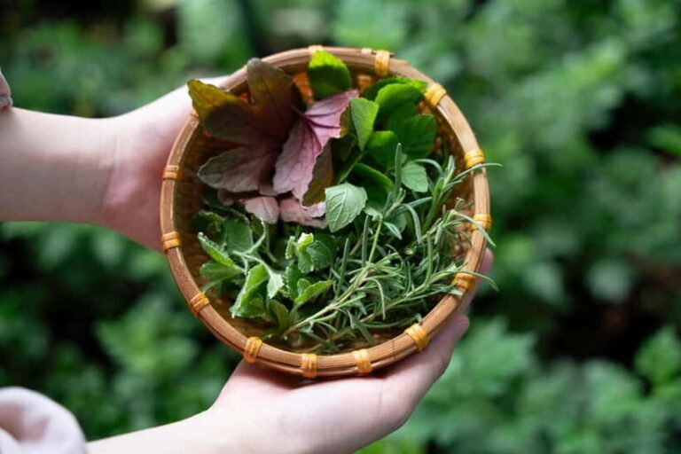 Hoi An Hidden Gem: Vietnamese Coffee Making x Local Herbal - What’s Included and What You Should Know