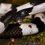 Hoi An Night Herping Tour Snakes Vipers and Wildlife - Why This Tour Offers Good Value