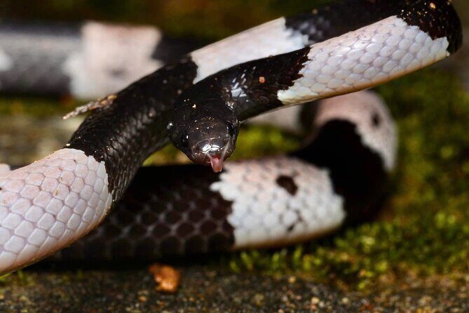 Hoi An Night Herping Tour Snakes Vipers and Wildlife - Who Will Love This Tour?