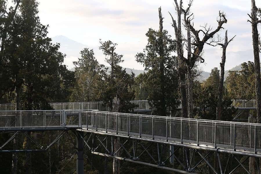 Hokitika: West Coast Treetop Walkway Entrance Ticket - Value and Cost Analysis