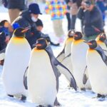 Hokkaido 1 Day Tour to Asahiyama Zoo, Blue Pond and Fairy Terrace - What’s Included and What’s Not