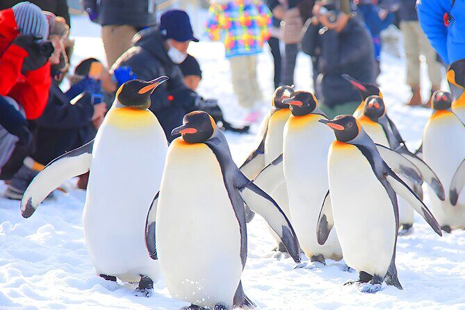 Hokkaido 1 Day Tour to Asahiyama Zoo, Blue Pond and Fairy Terrace - What’s Included and What’s Not