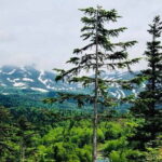 Hokkaido Asahiyama Zoo and Blue Pond Elf Terrace Day Trip - Practical Aspects and Value