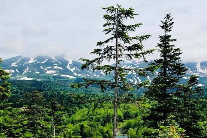 Hokkaido Asahiyama Zoo and Blue Pond Elf Terrace Day Trip - Practical Aspects and Value