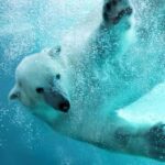 Hokkaido: Asahiyama Zoo Biei Ningle Terrace Day Tour - What Makes This Tour Special?