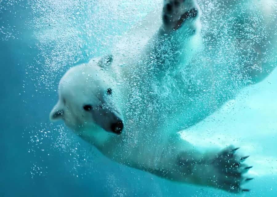 Hokkaido: Asahiyama Zoo Biei Ningle Terrace Day Tour - What Makes This Tour Special?