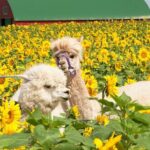 Hokkaido Biei Blue Pond Furano Flower Farm Ningle Terrace Trip - The Sum Up