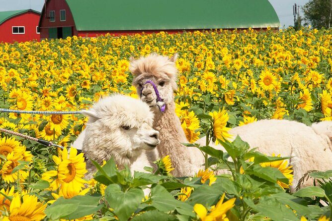 Hokkaido Biei Blue Pond Furano Flower Farm Ningle Terrace Trip - The Sum Up