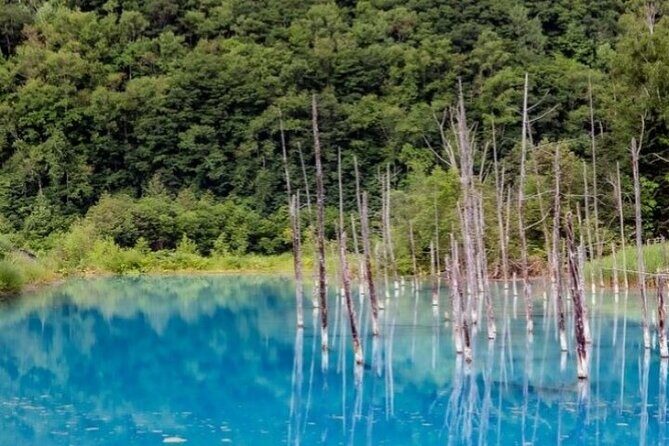 Hokkaido Day Trip From Sapporo, Asahiyama Zoo to Ningle Terrace - Practical Tips for Travelers